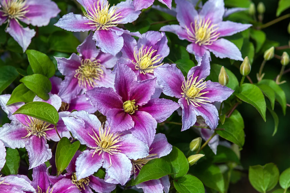 wedding anniversary flowers 4